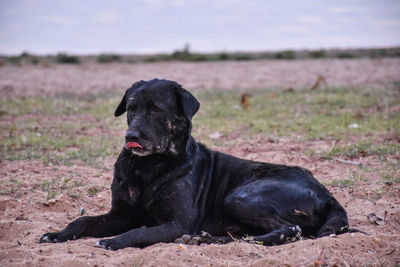 Portrait of black dog sitting on field