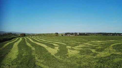 Scenic view of agricultural field against clear blue sky