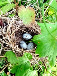 High angle view of bird nest