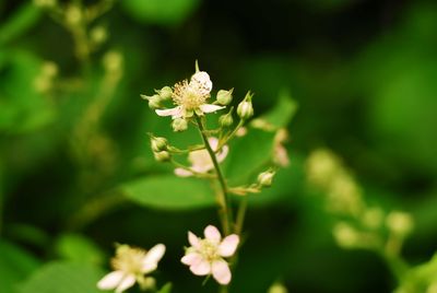 Close-up of white flowers