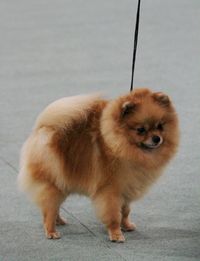 Portrait of dog walking