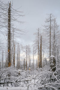 Trees on snow covered landscape