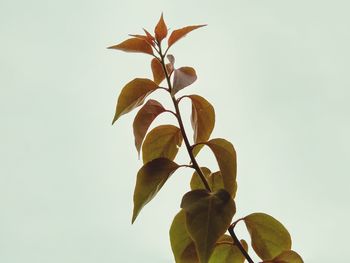 Close-up of fresh yellow flowers blooming against clear sky