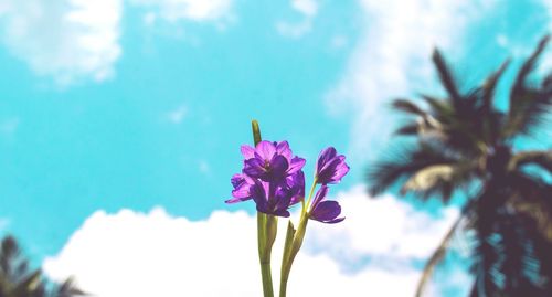 Close-up of crocus blooming against sky