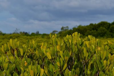 Close-up of yellow flowering plants on field against sky