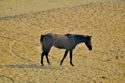 Side view of horse standing on sand