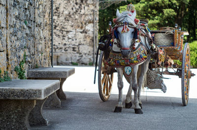 View of horse cart