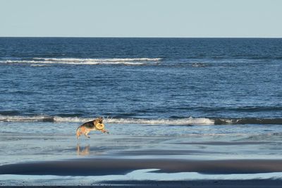 Dog on beach by sea against clear sky