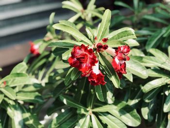 Close-up of red butterfly on plant