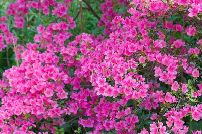 Close-up of pink flowering plants in park