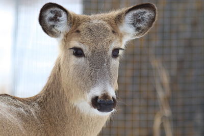 Portrait of deer