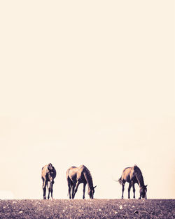 View of two horses on land