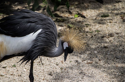 Close-up of grey crowned crane