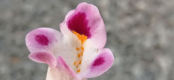 Close-up of pink crocus flower