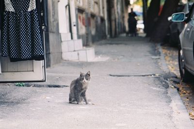 Cat sitting on street in city