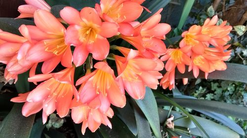 Close-up of flowers blooming outdoors