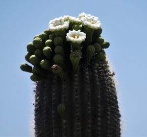 Close-up of cactus plant against clear blue sky