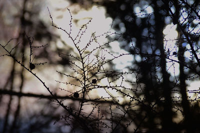 Low angle view of tree against sky