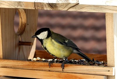 Close-up of great tit perching on bird feeder