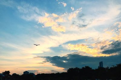 Silhouette of bird flying over trees