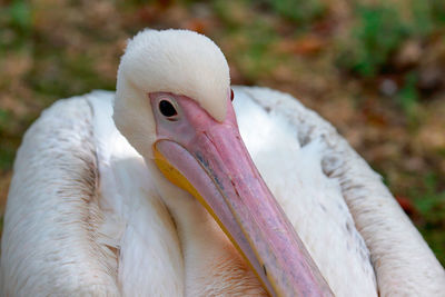 High angle close-up of pelican