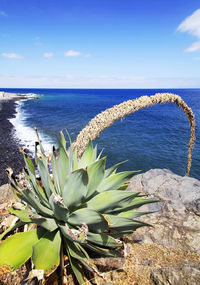 Cactus growing on rock overlooking sea against blue sky