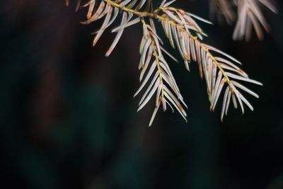 Close-up of tree branch at night