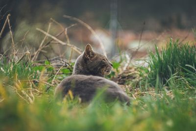 View of an animal on land