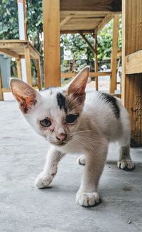 Portrait of kitten on cat