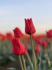 Close-up of red rose