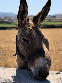 Close-up of donkey on field