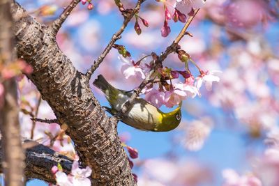 Close-up of bird perching in springtime