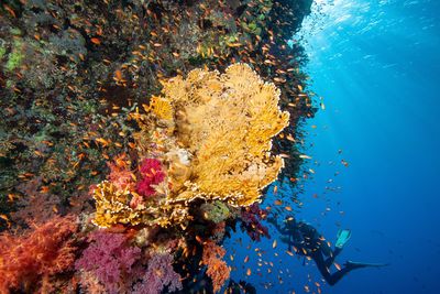 Colourful reef and a diver