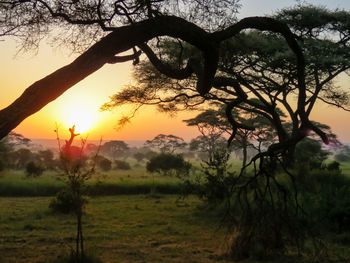 Trees on field against sky at sunset