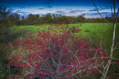 Scenic view of field against sky