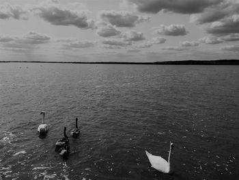 Swans swimming in sea against sky