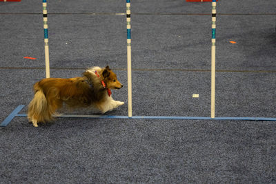 Dog is running and performing tricks at a dog show