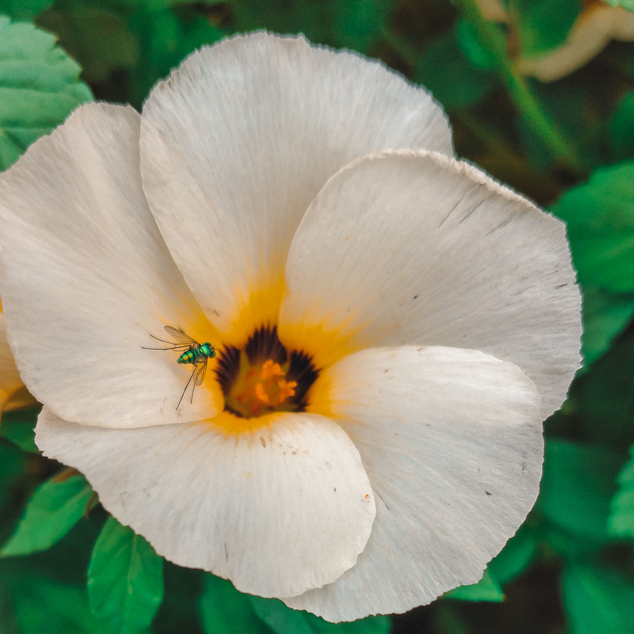 CLOSE-UP OF WHITE FLOWERING PLANT AGAINST BLURRED BACKGROUND