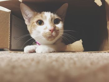 Close-up portrait of cat relaxing at home