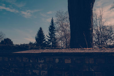 Bare trees against sky