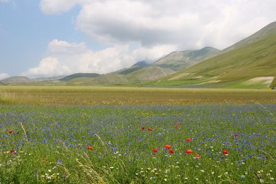 Scenic view of field against cloudy sky