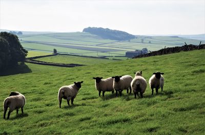 Cows grazing on field against sky