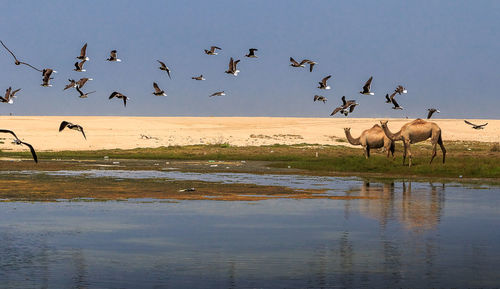 Flock of birds flying over beach