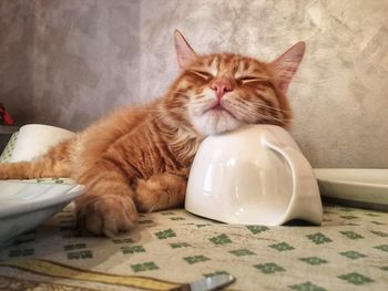 Close-up of cat resting on sofa at home