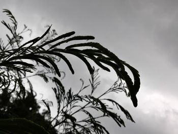 Low angle view of silhouette plant against sky