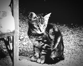 Portrait of kitten sitting outdoors