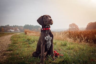 Dog on field