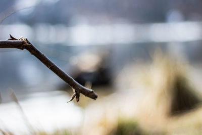 Close-up of lizard