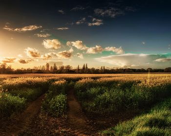 Scenic view of field against sky during sunset