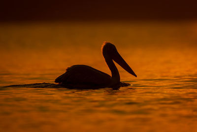 Close-up of bird in lake